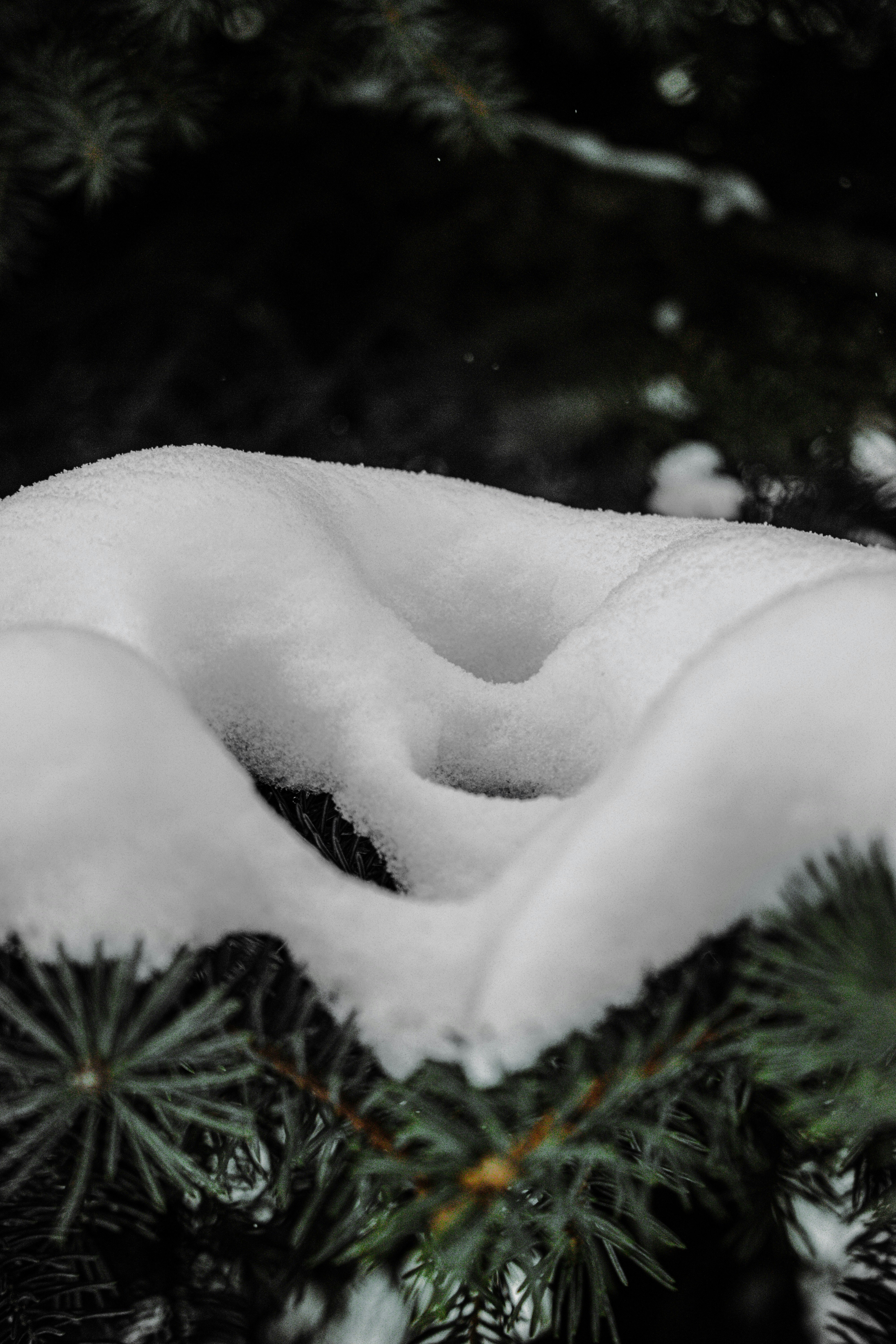 snow covered pine tree leaves